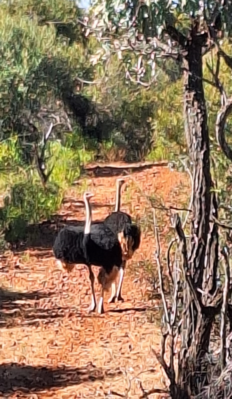 3 Bedroom Property for Sale in Rustenburg Rural North West